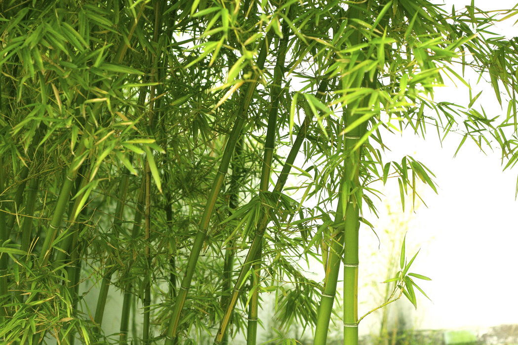 bamboo underwear