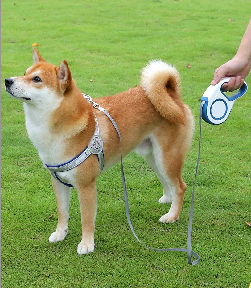 Retractable dog leash